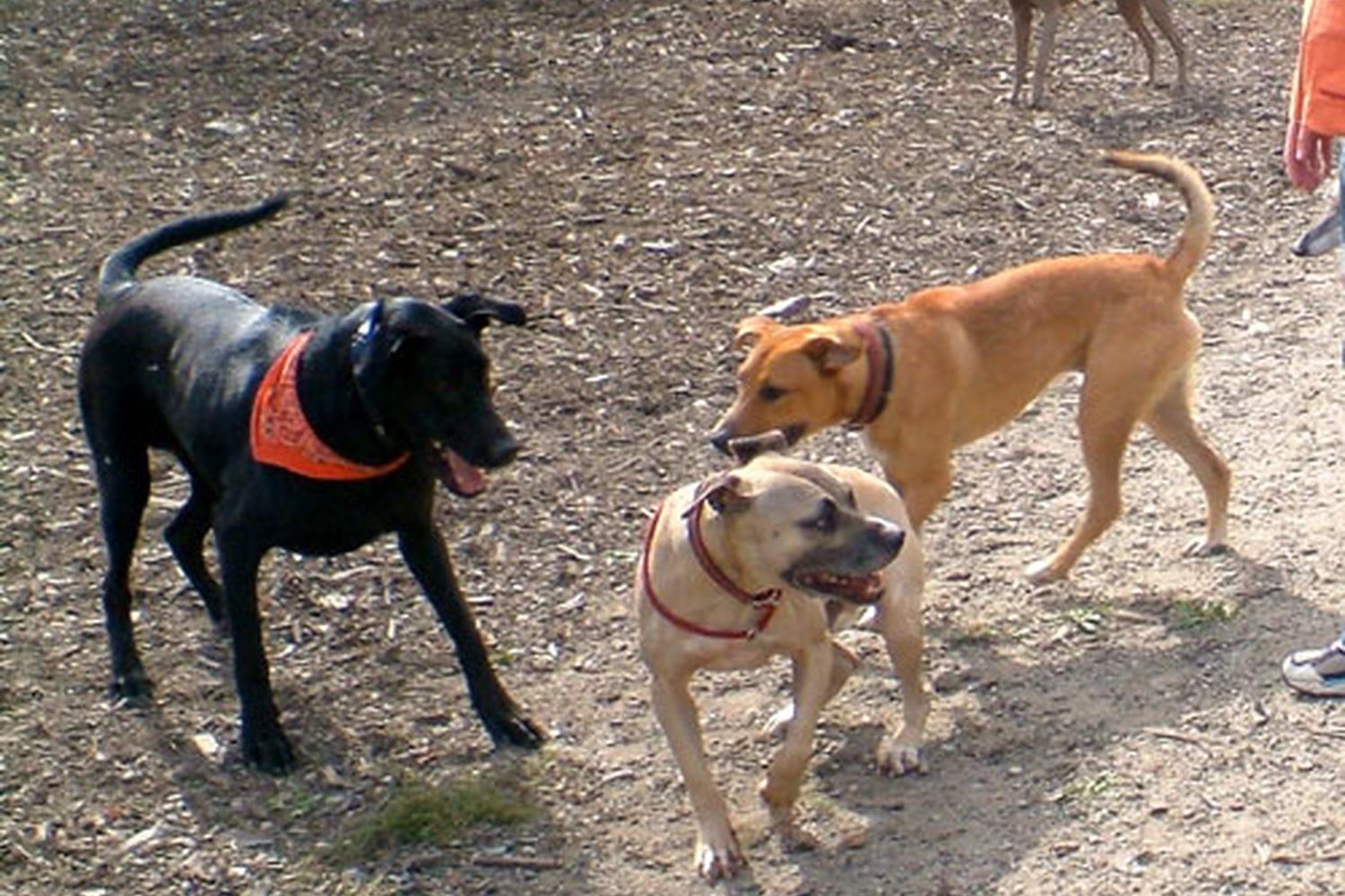 Quarry Run Dog Park 0