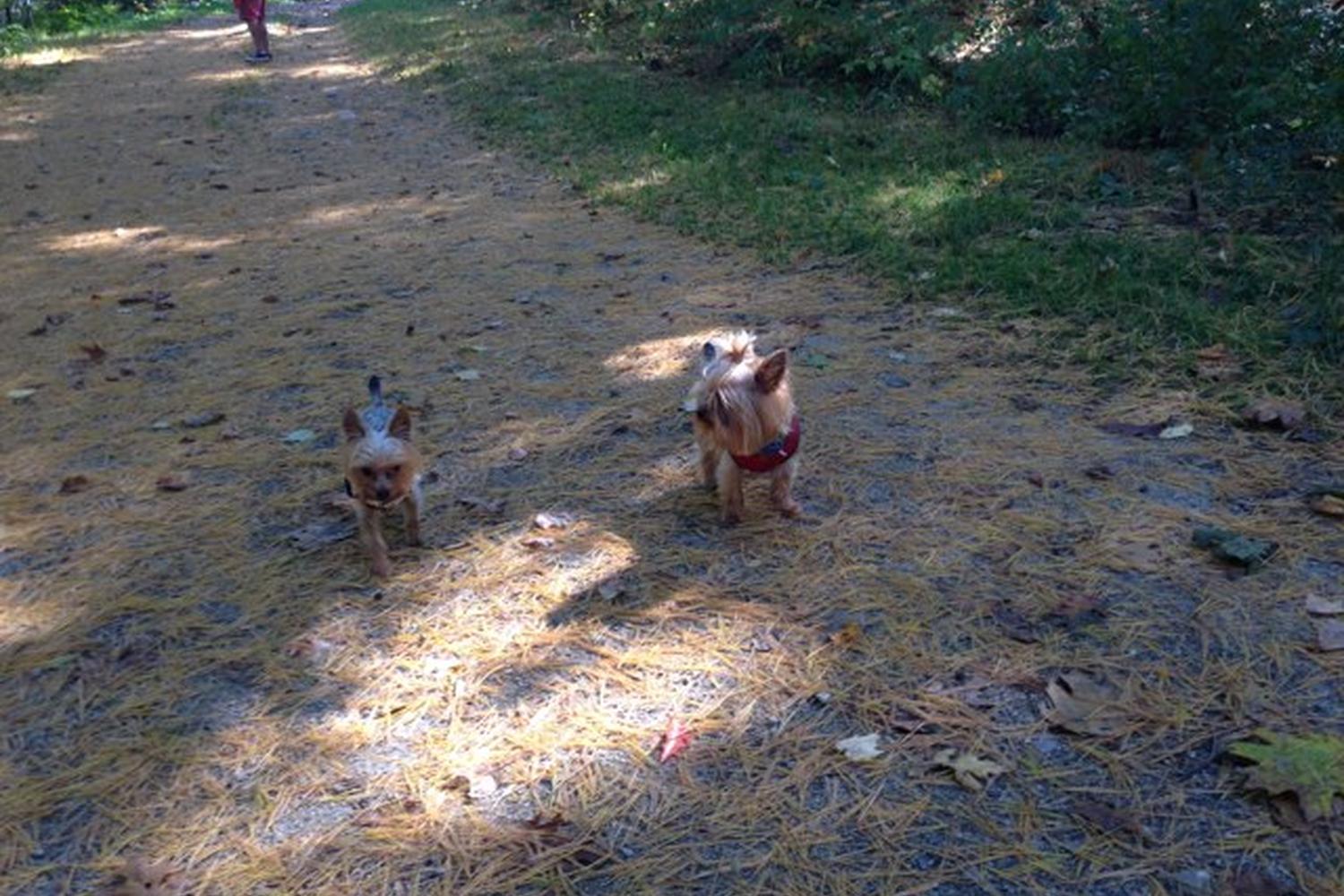 Quarry Run Dog Park 6