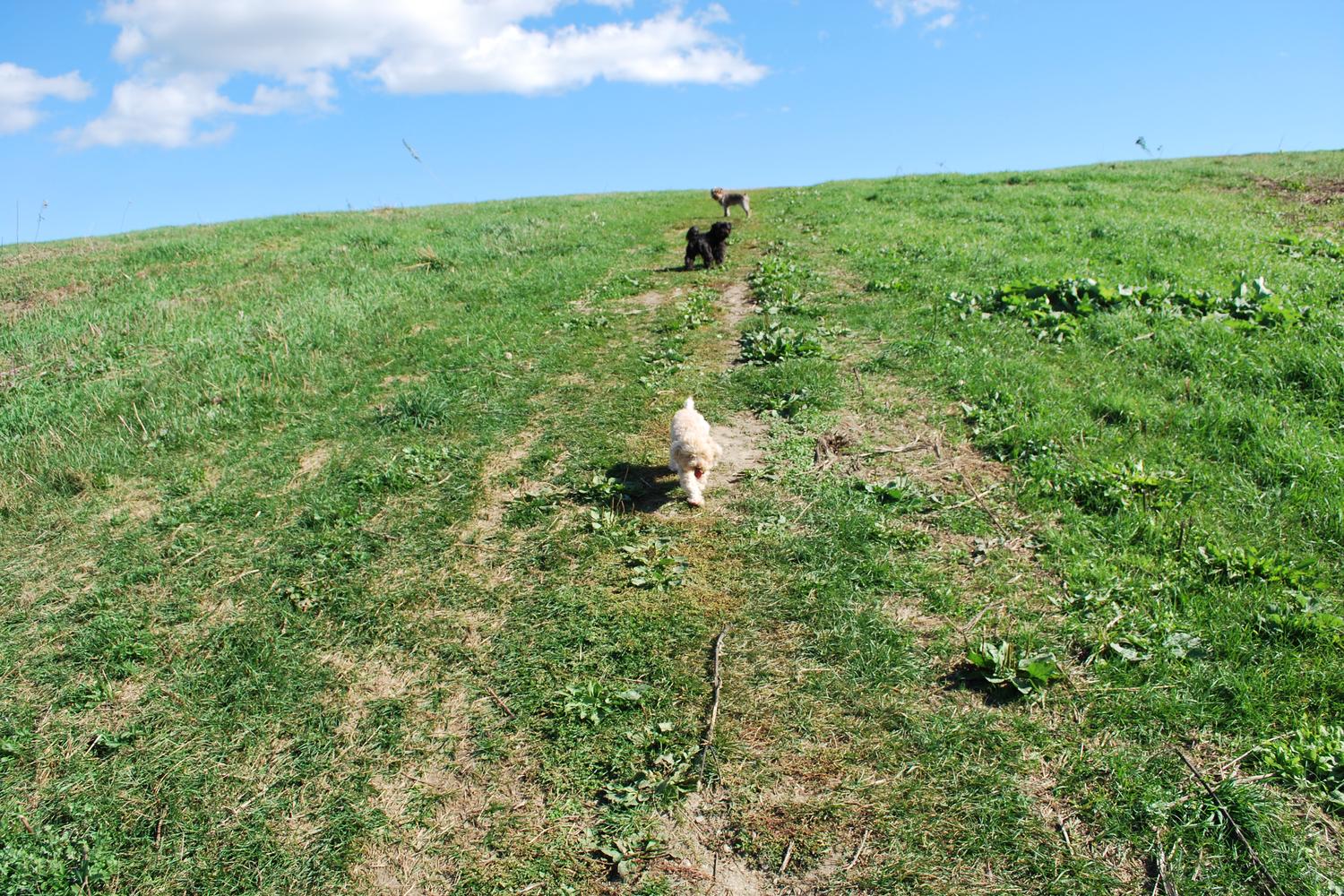 Quarry Run Dog Park 7
