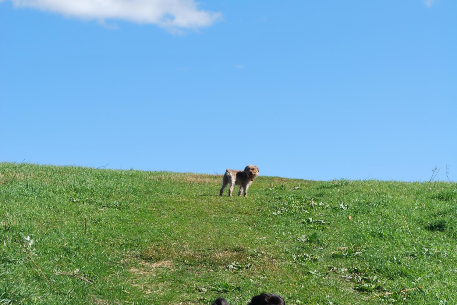 Quarry Run Dog Park 8
