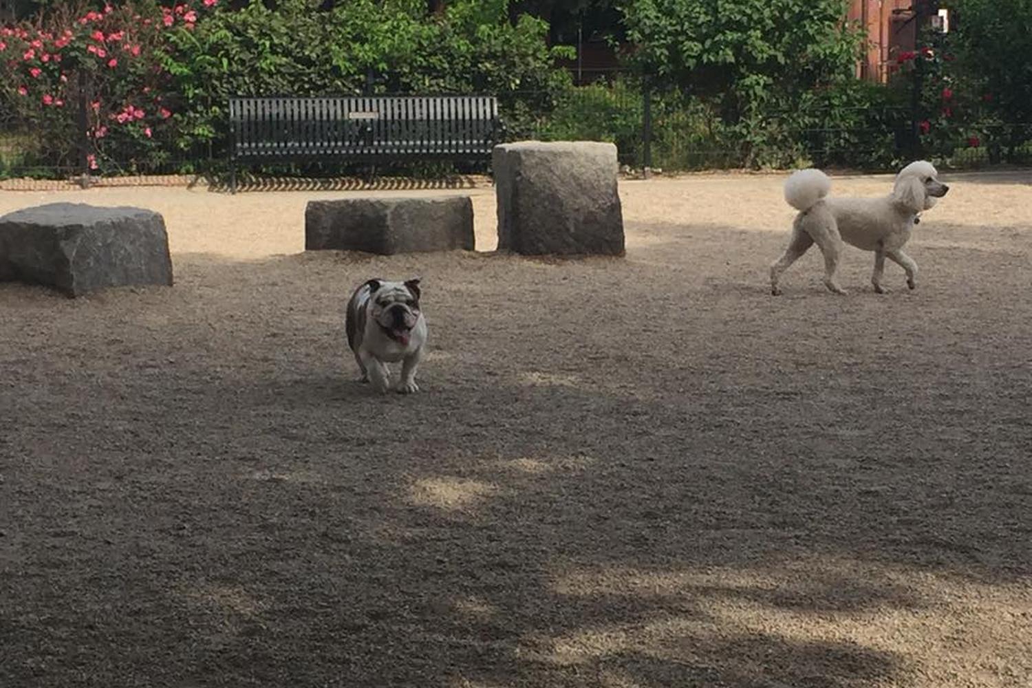 Peter's Park 5