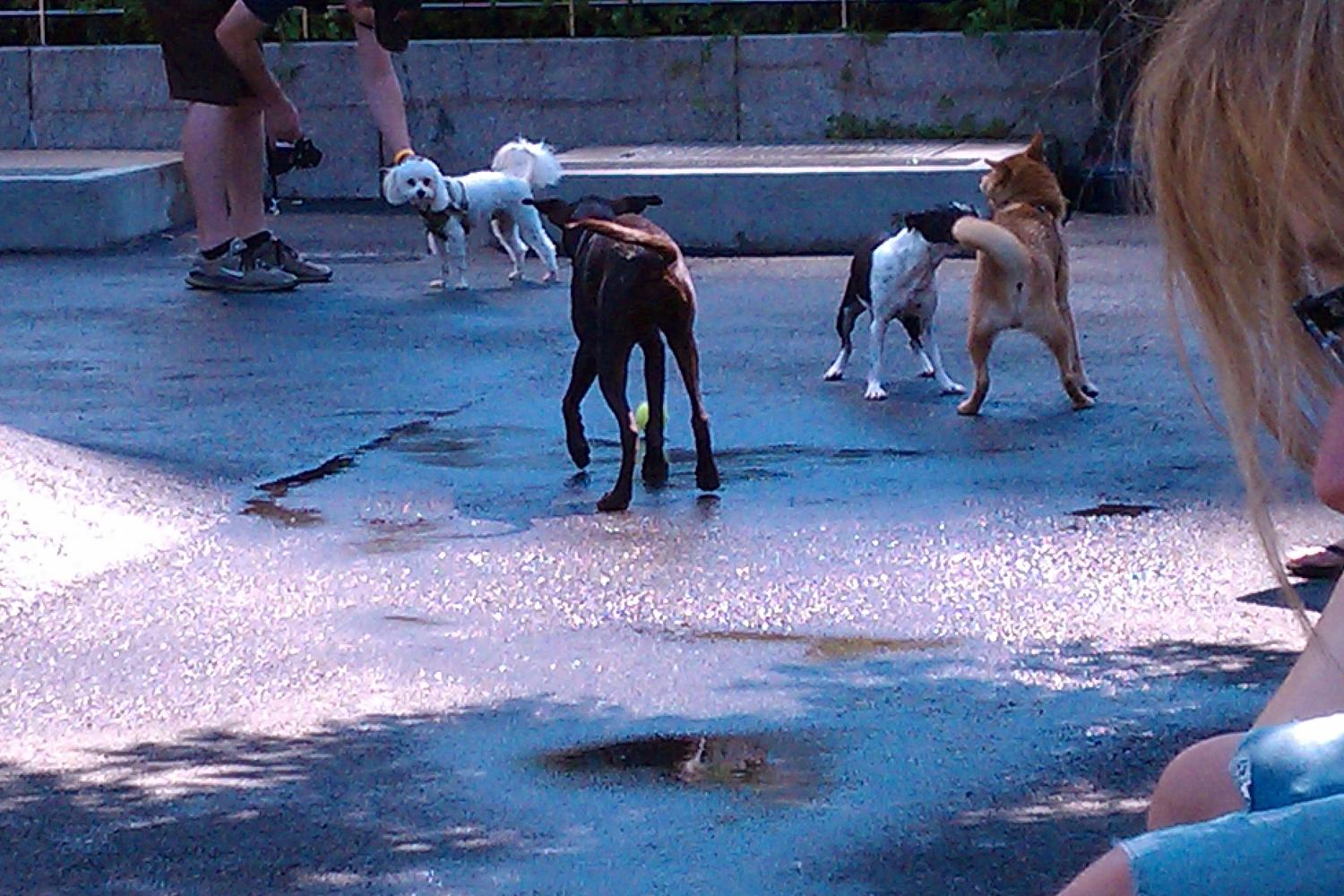 Sirius Dog Run 4