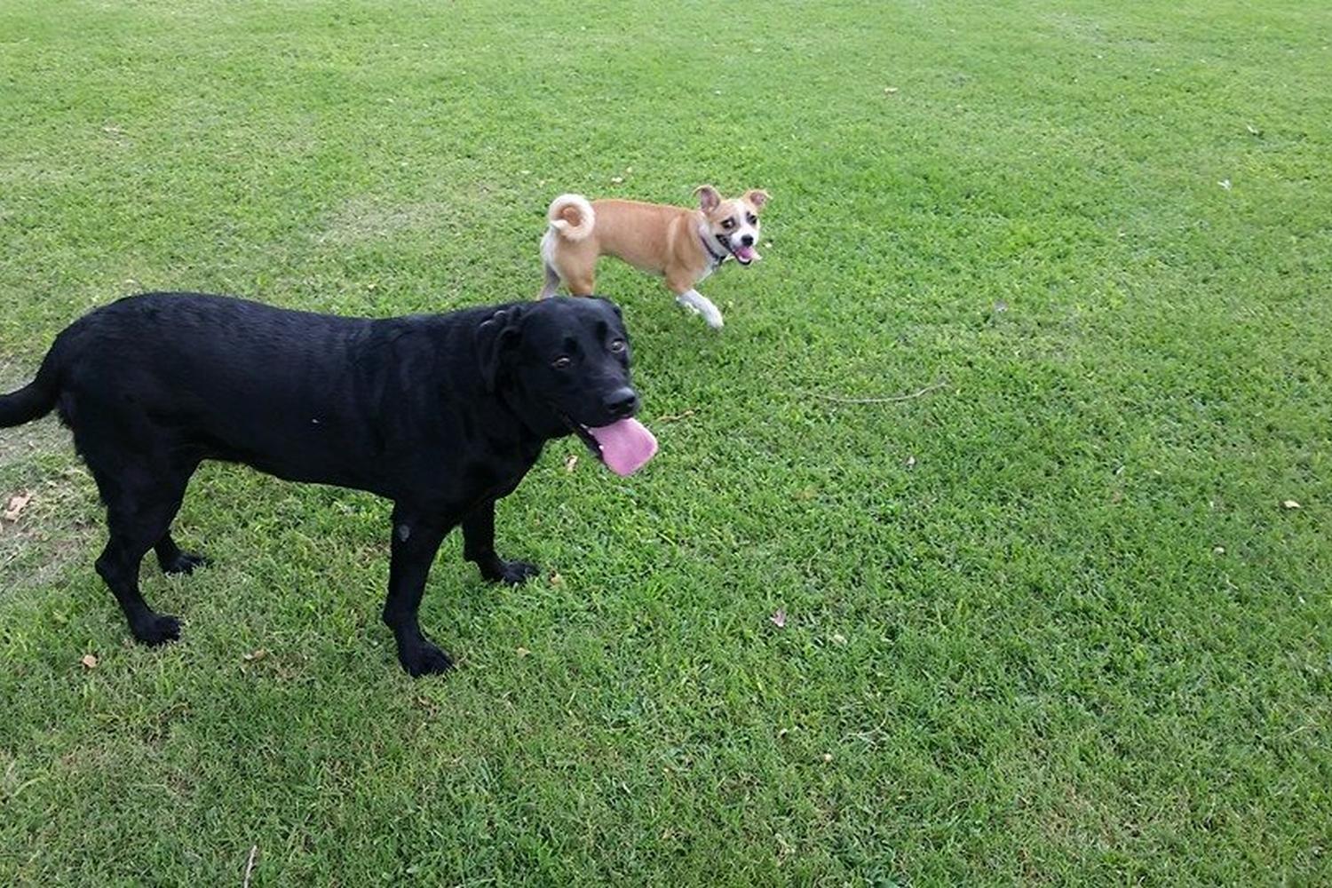 Quail Run Dog Park 6