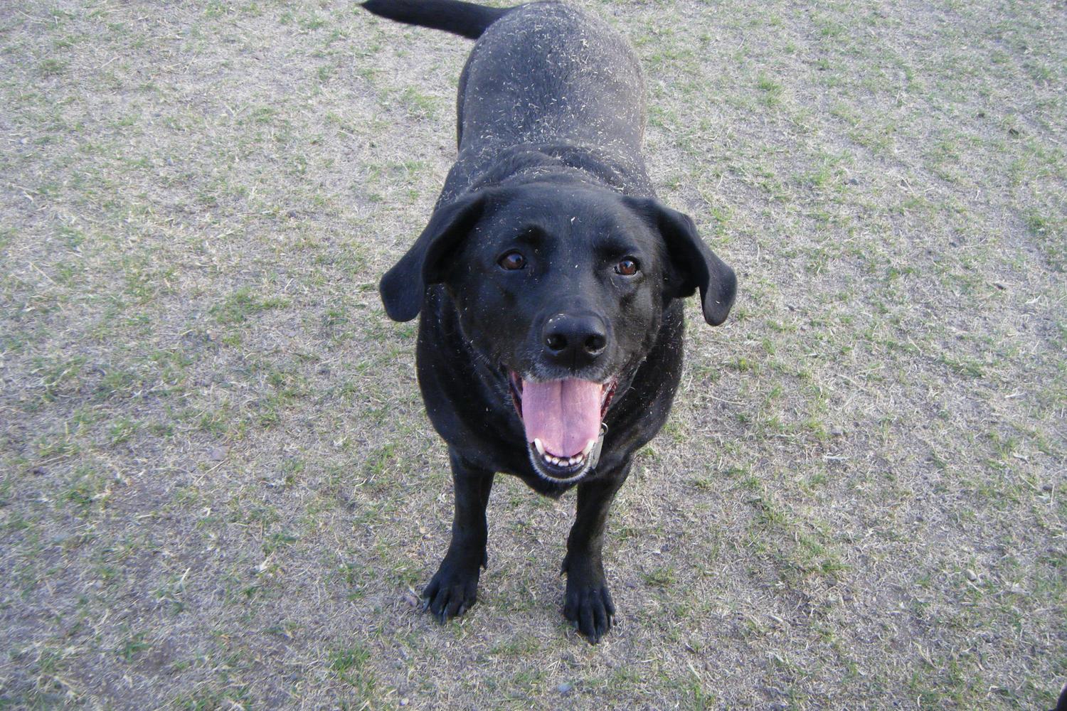 Quail Run Dog Park 1