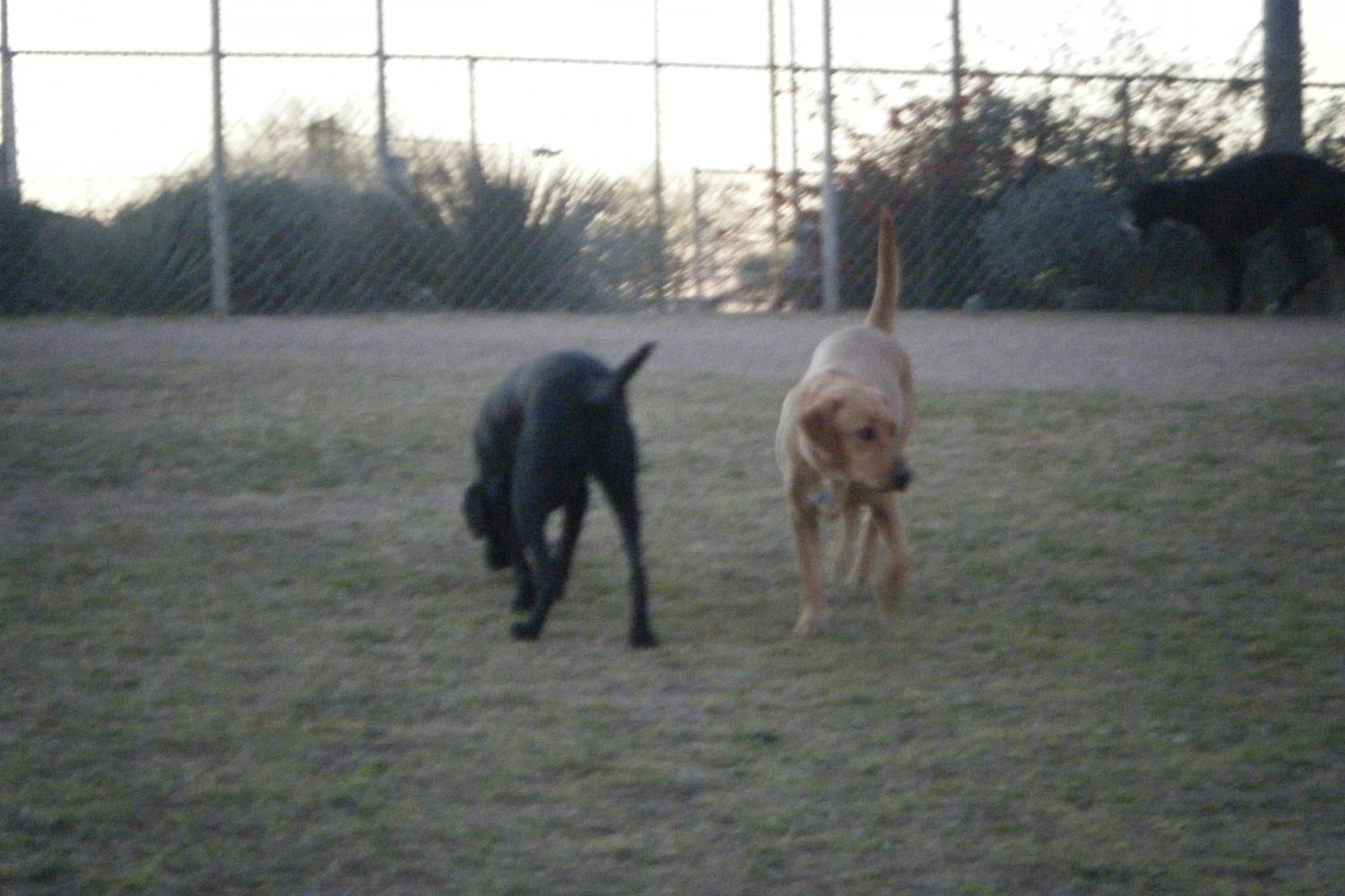 Quail Run Dog Park 2