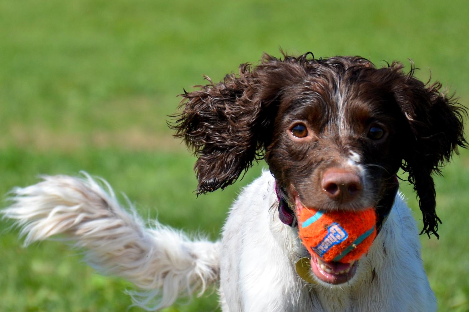 Normanskill Farm Dog Park 2