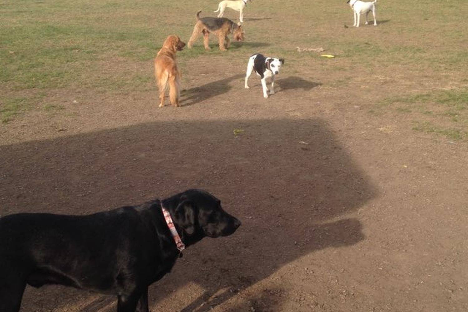 Normanskill Farm Dog Park 1