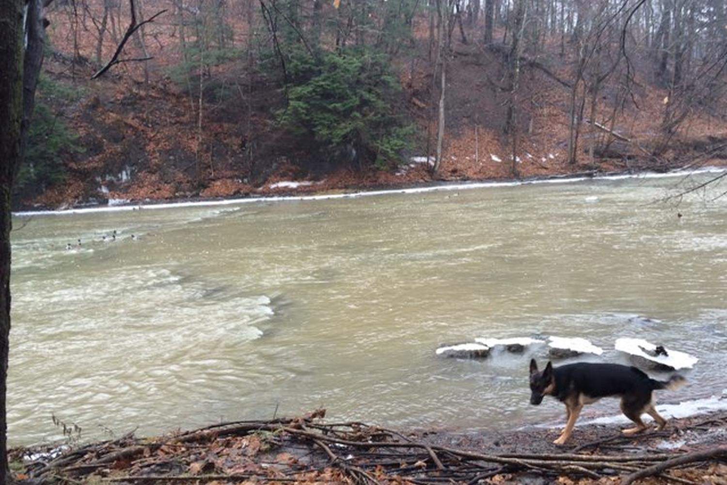 Normanskill Farm Dog Park 4