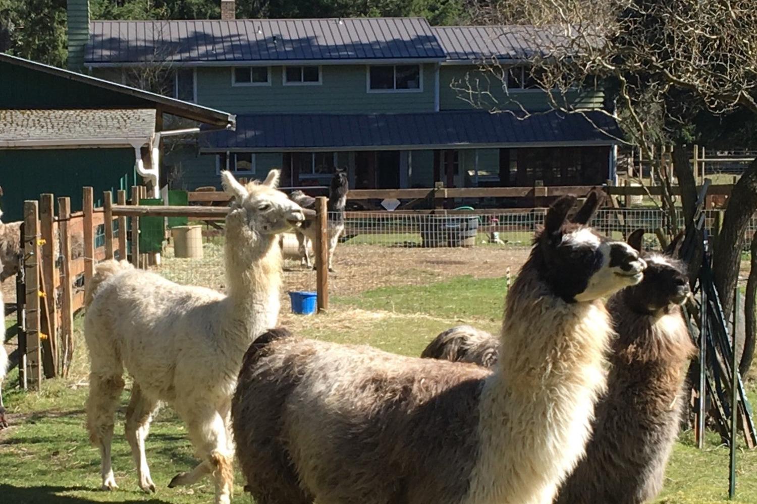 Llamas and Weaving 3