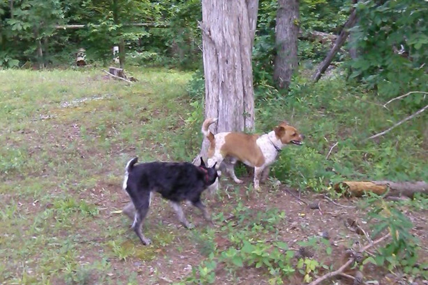 Southwest Park Dog Park 2