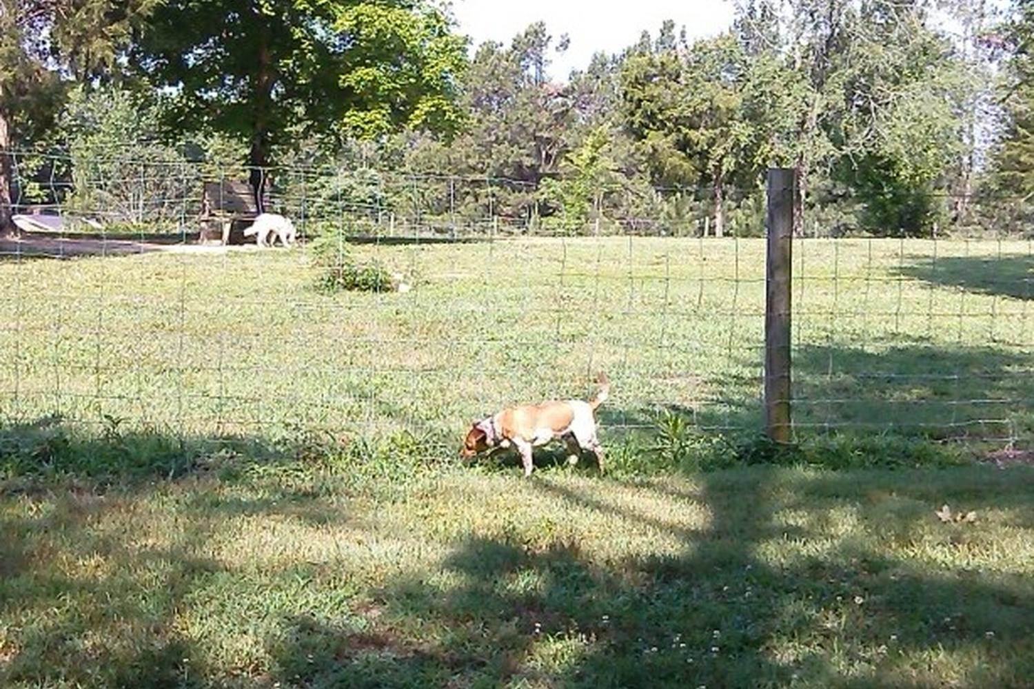 Southwest Park Dog Park 4