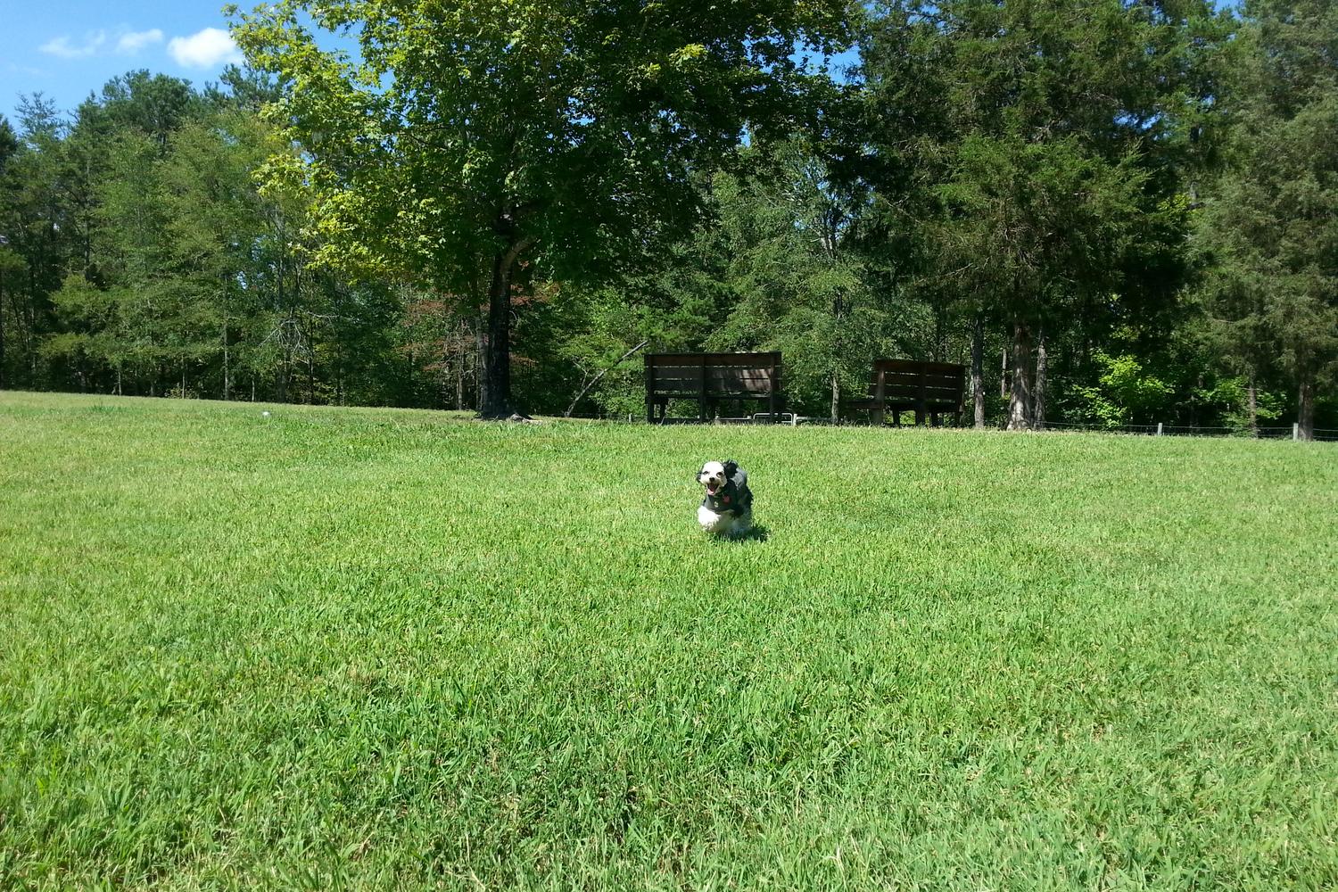 Southwest Park Dog Park 5
