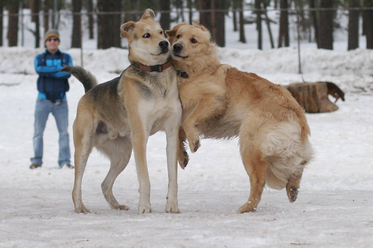 Thorpe Bark Park 6