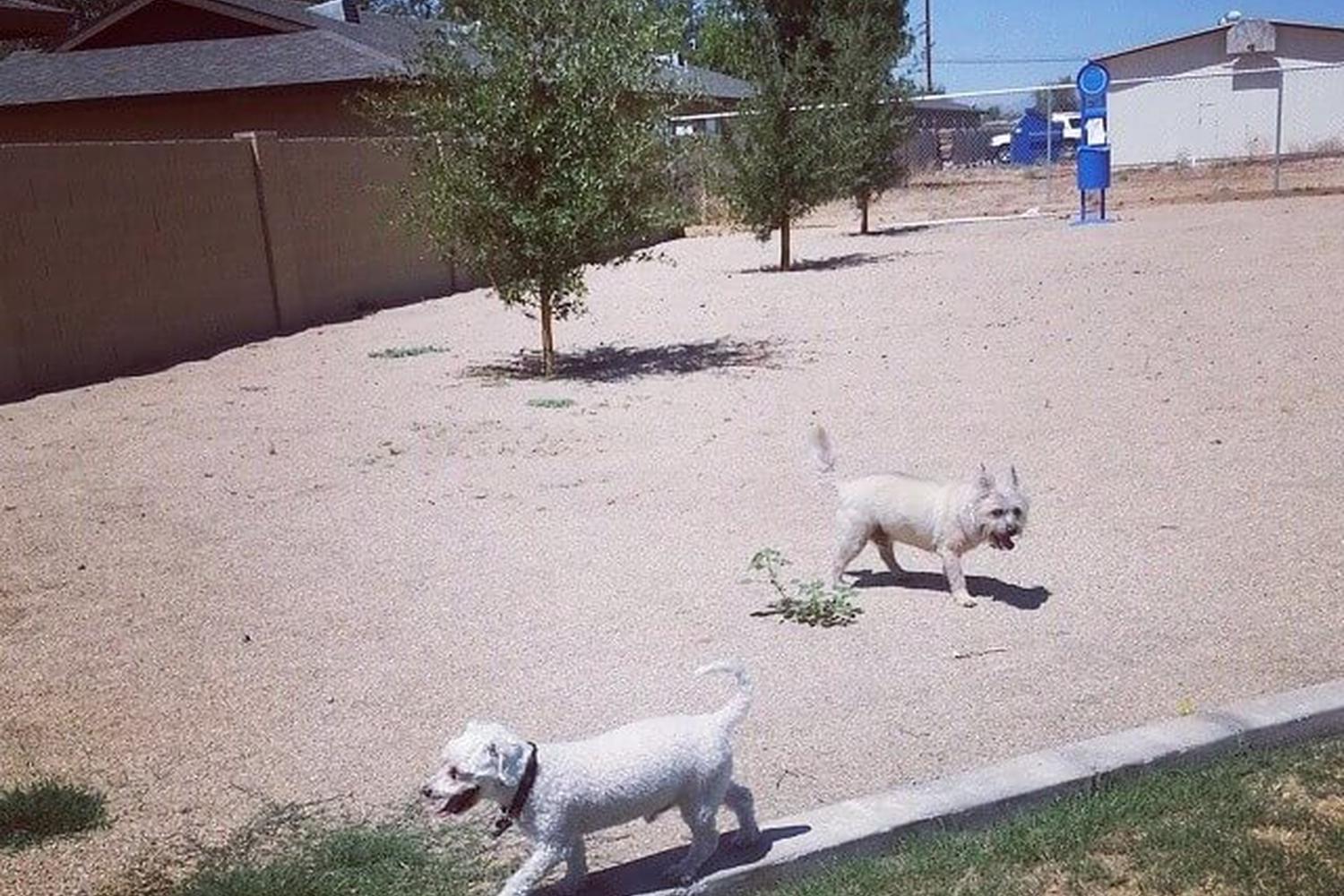 PETsMART Dog Park at Washington Park 1