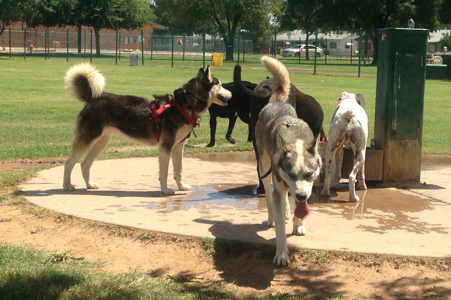 PETsMART Dog Park at Washington Park 5