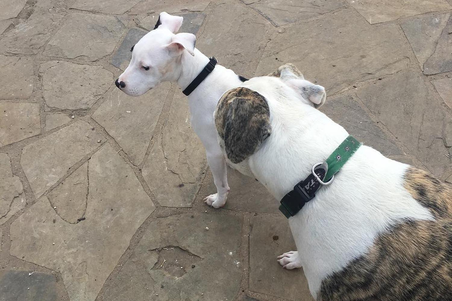 NorthBark Dog Park 2