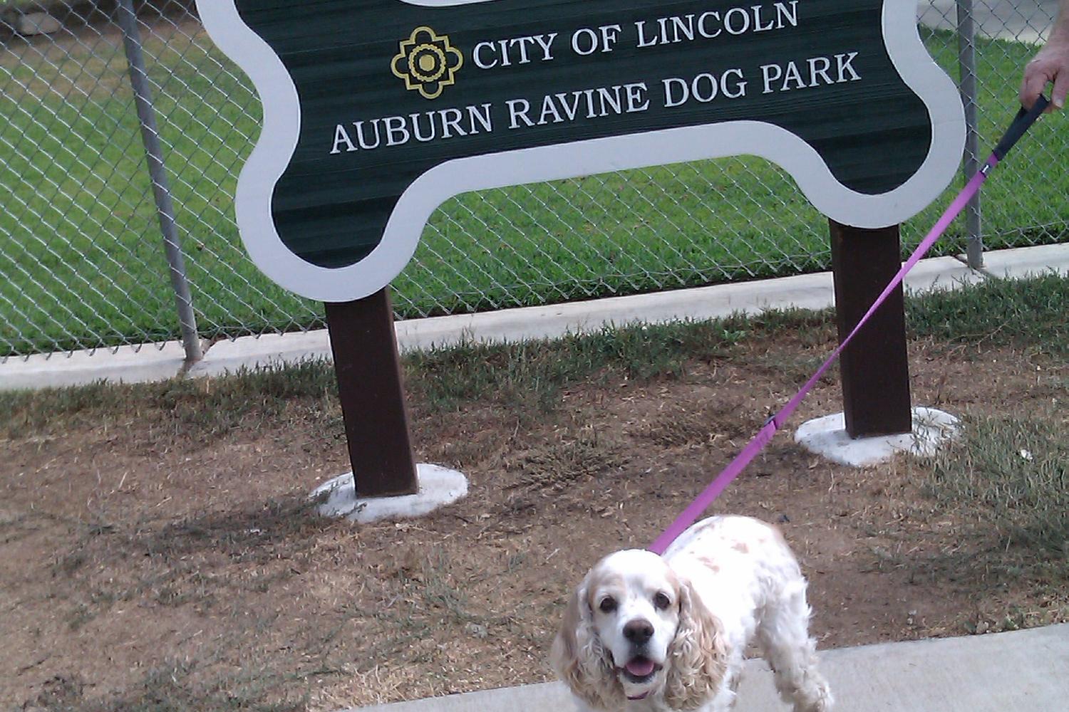 Auburn Ravine Dog Park 2