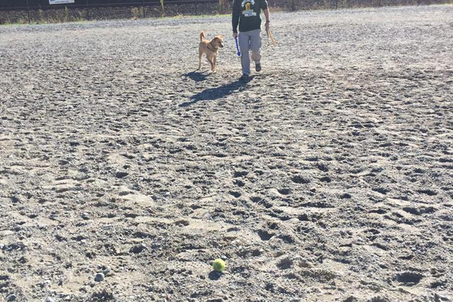 Edmonds Marina Beach Off-Leash Dog Park 2
