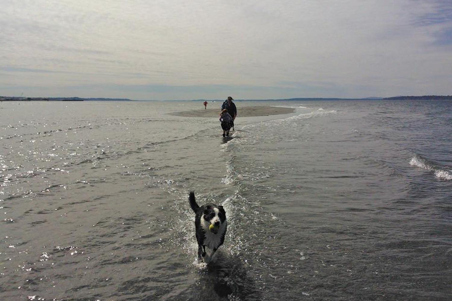 Edmonds Marina Beach Off-Leash Dog Park 4
