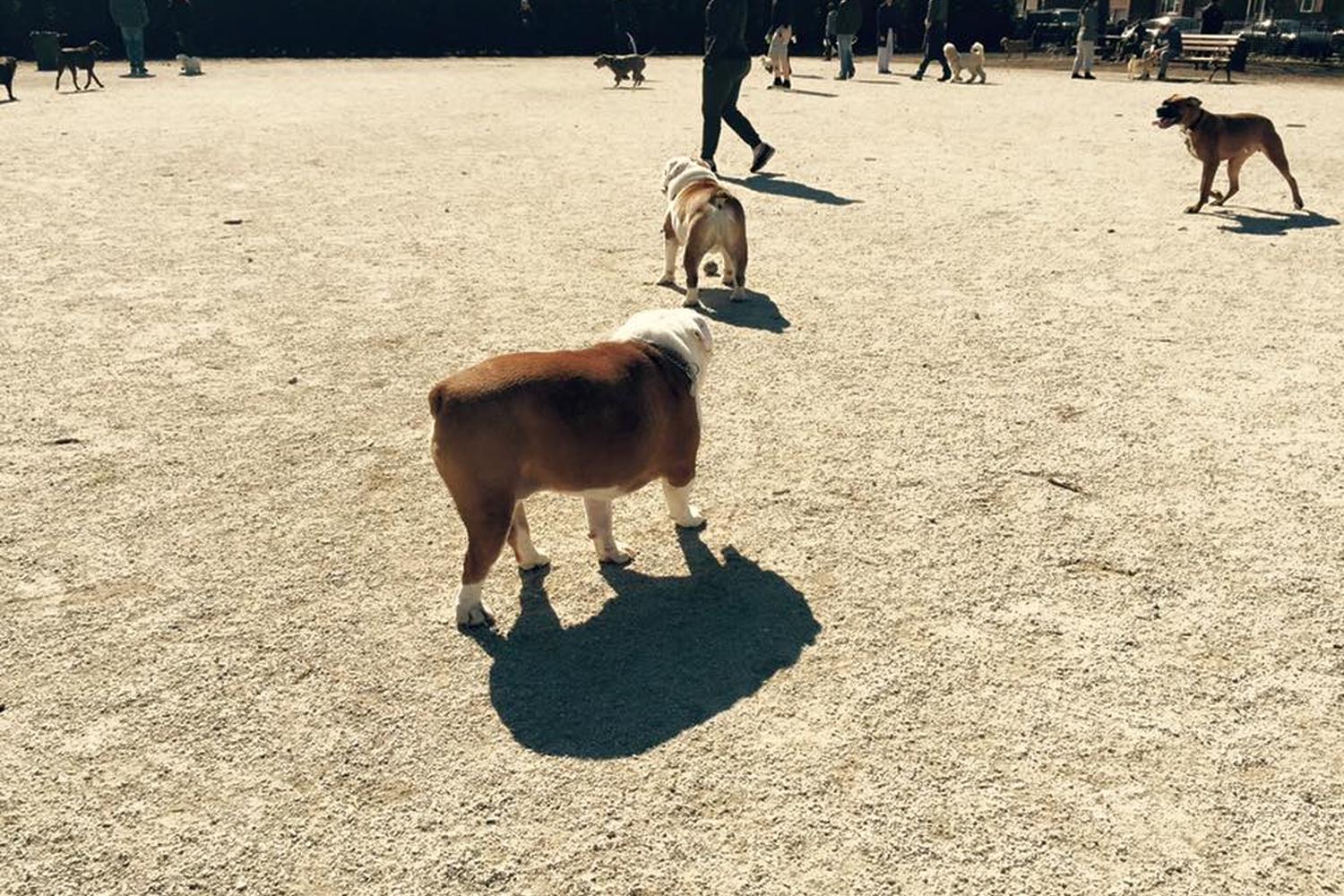 Dyker Beach Park Dog Run 1