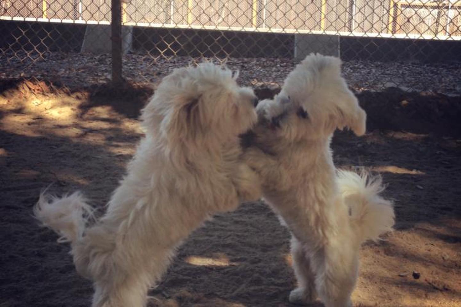 Hoover Dog Park 7