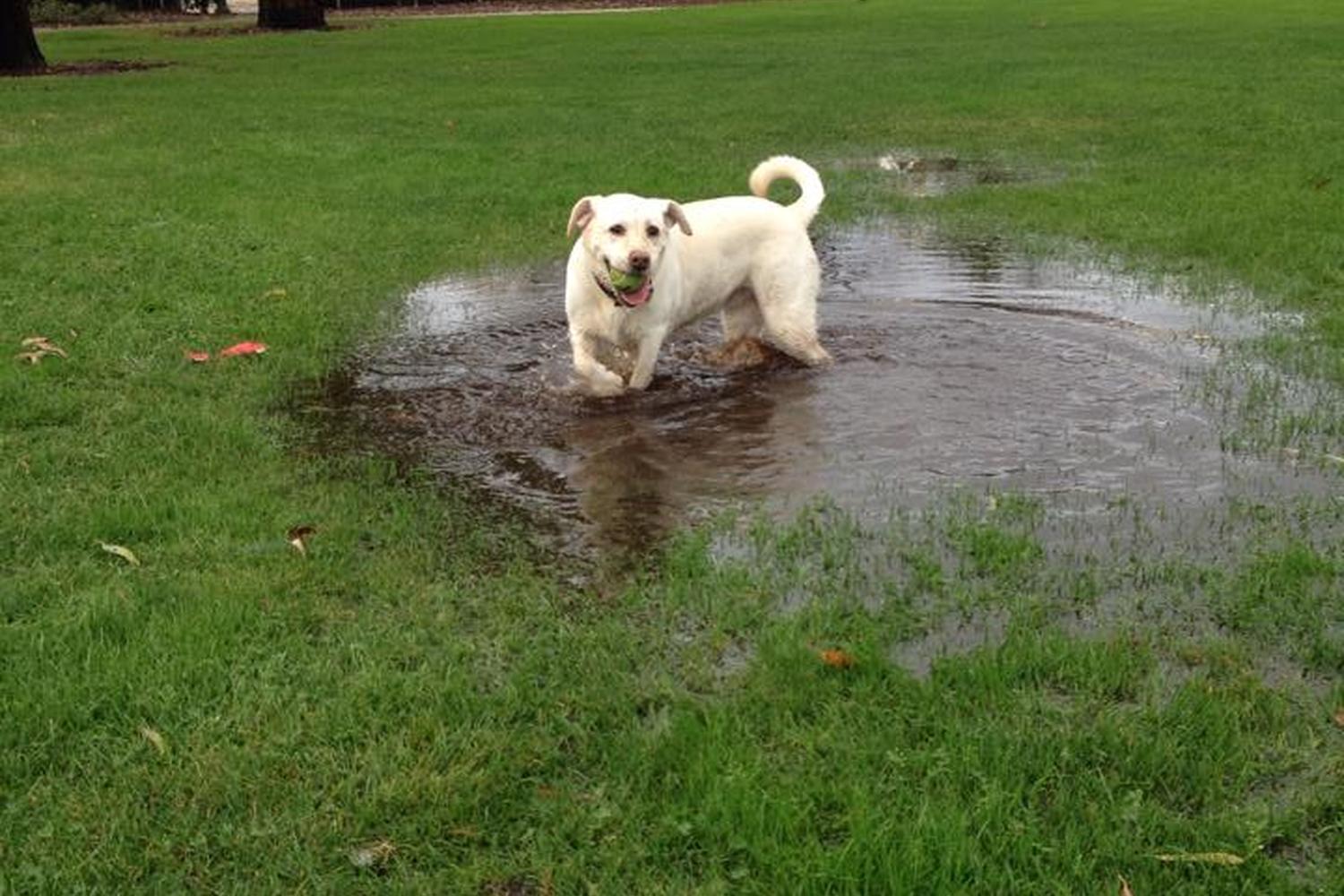 Hoover Dog Park 5