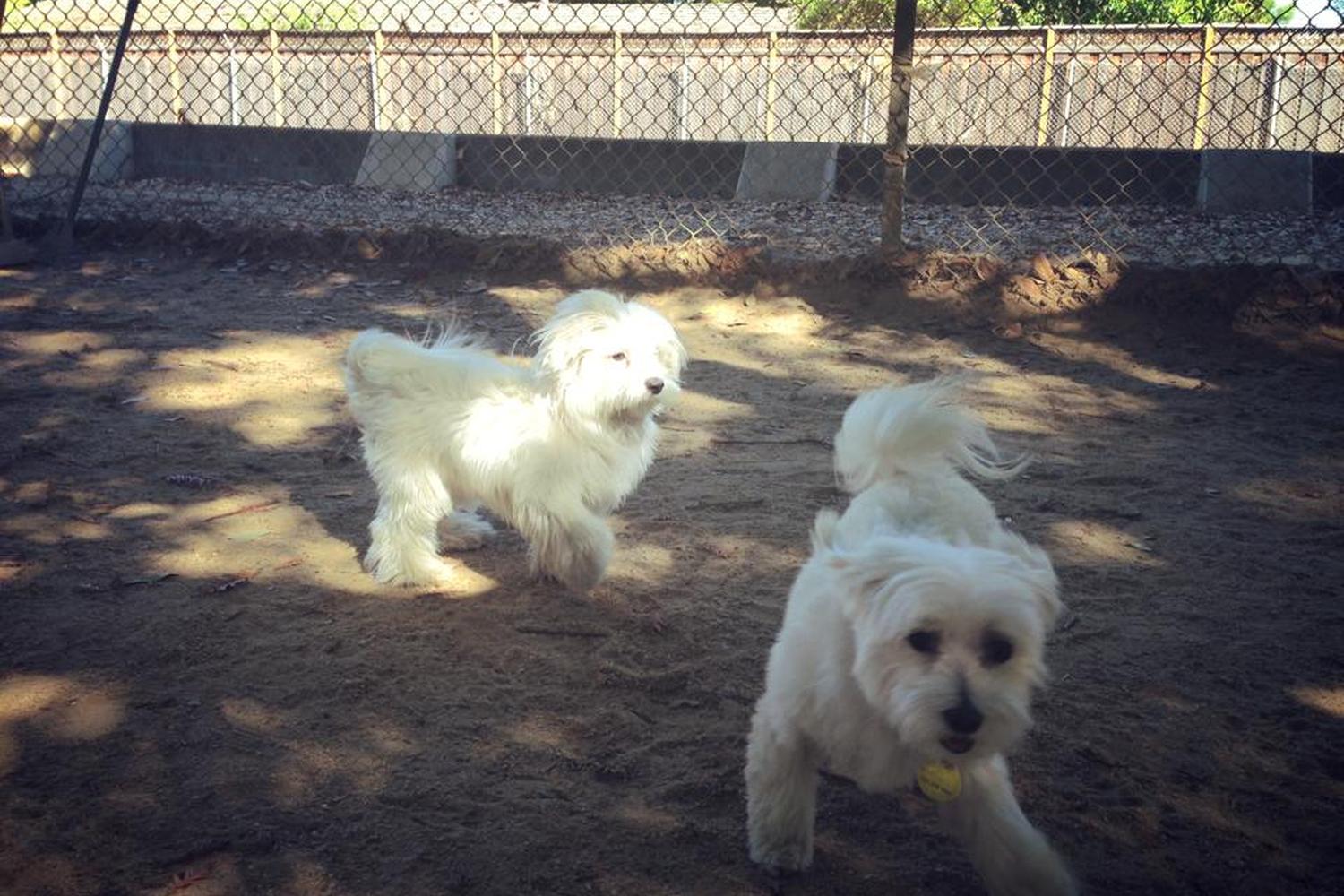 Hoover Dog Park 6