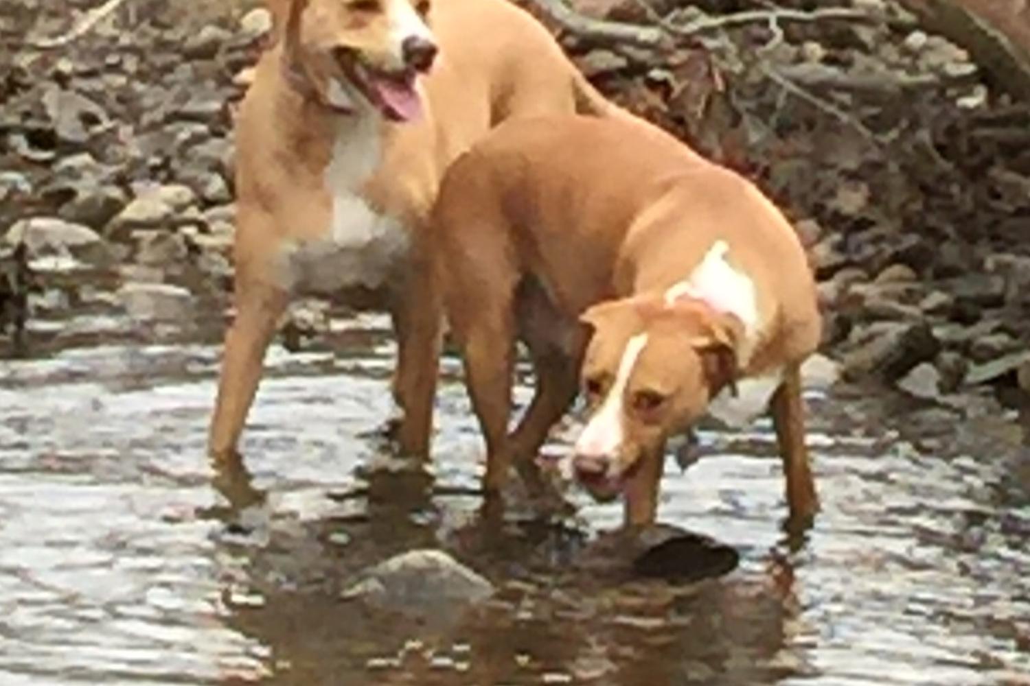 Southbury Dog Park 11