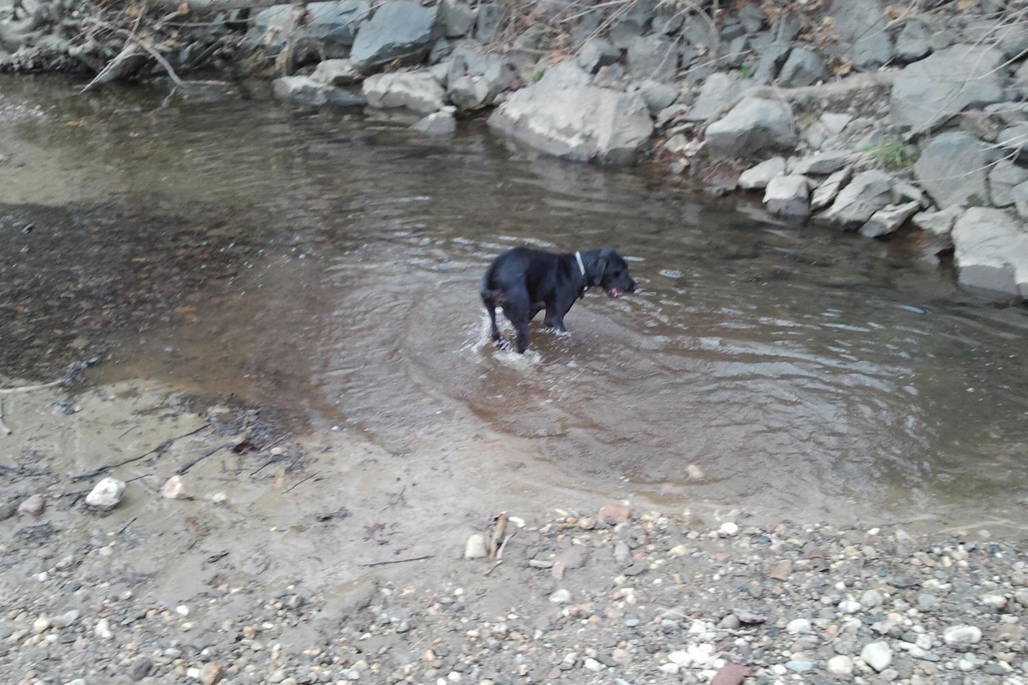 Southbury Dog Park 1