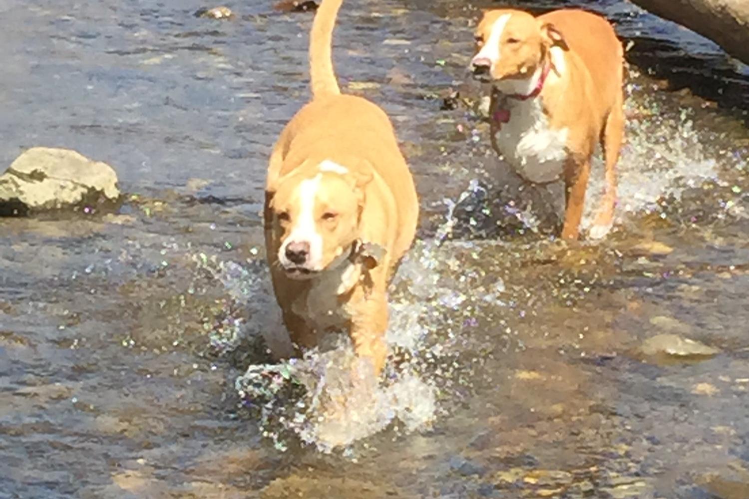 Southbury Dog Park 10