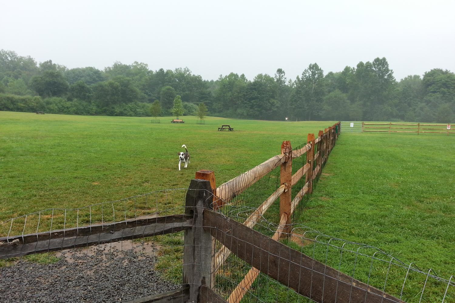 Southbury Dog Park 8