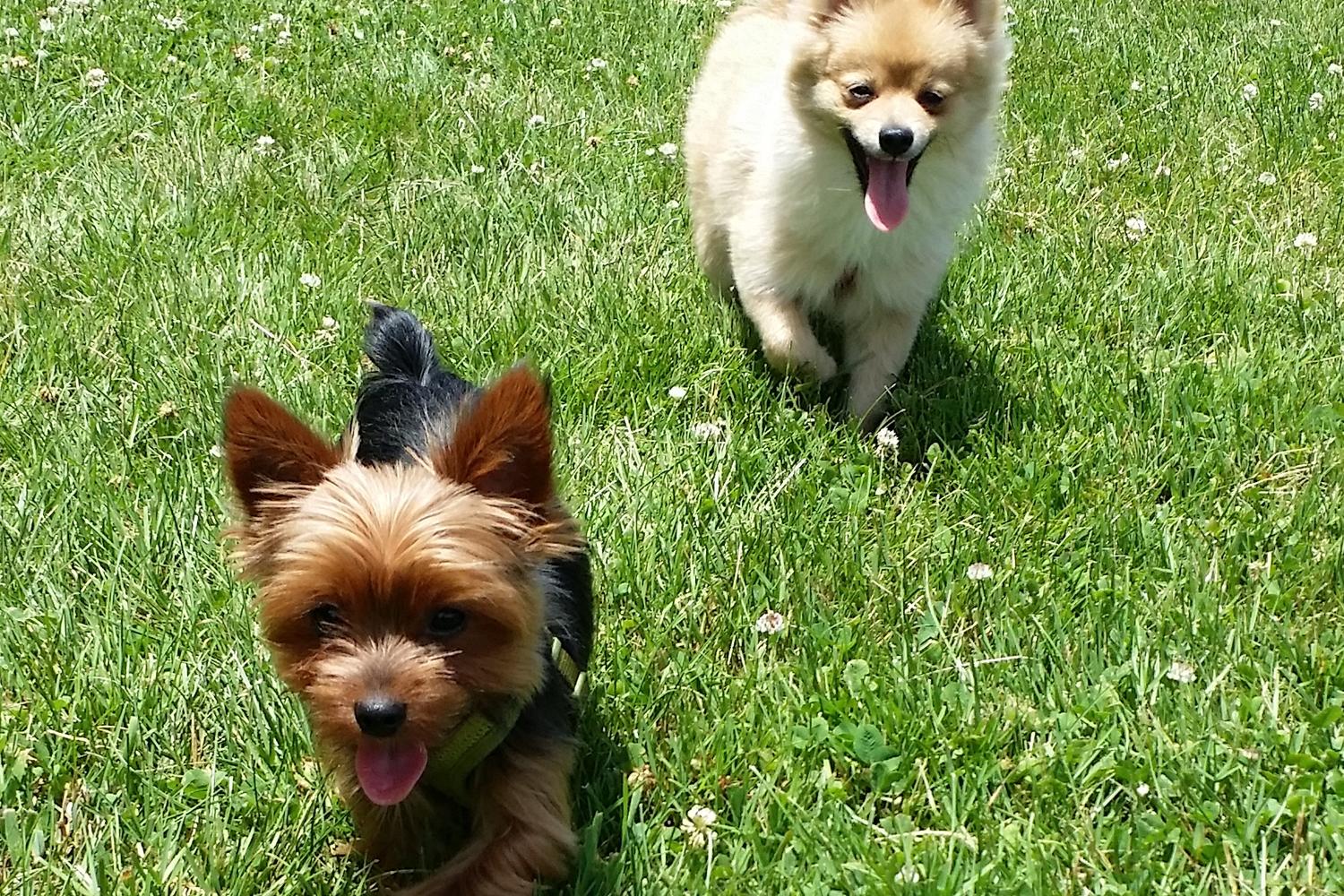 Southbury Dog Park 12