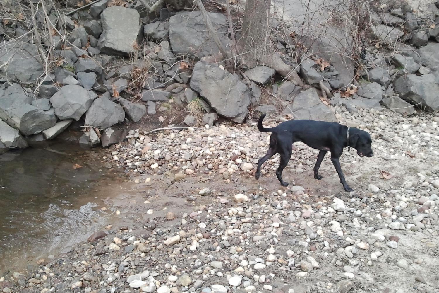 Southbury Dog Park 2