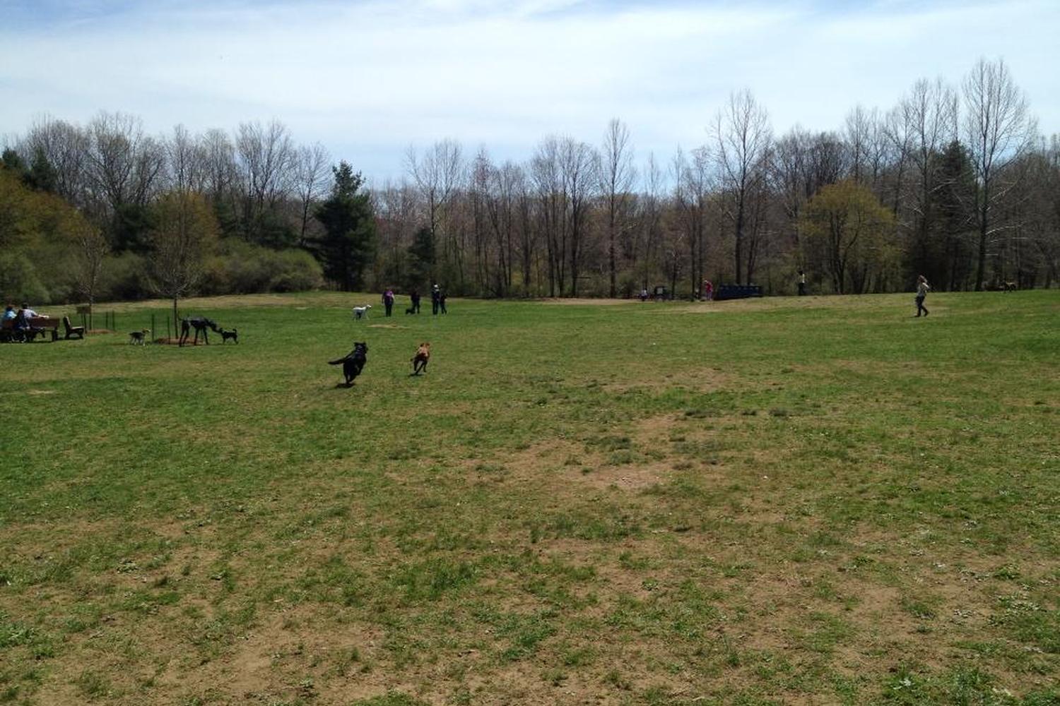 Southbury Dog Park 5