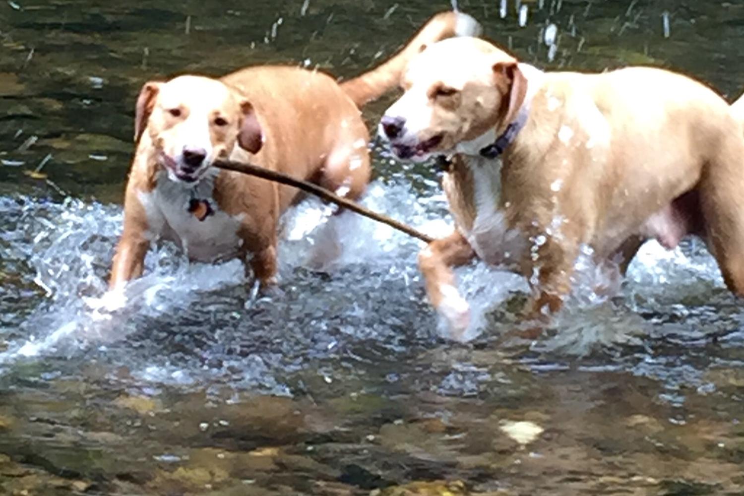 Southbury Dog Park 13