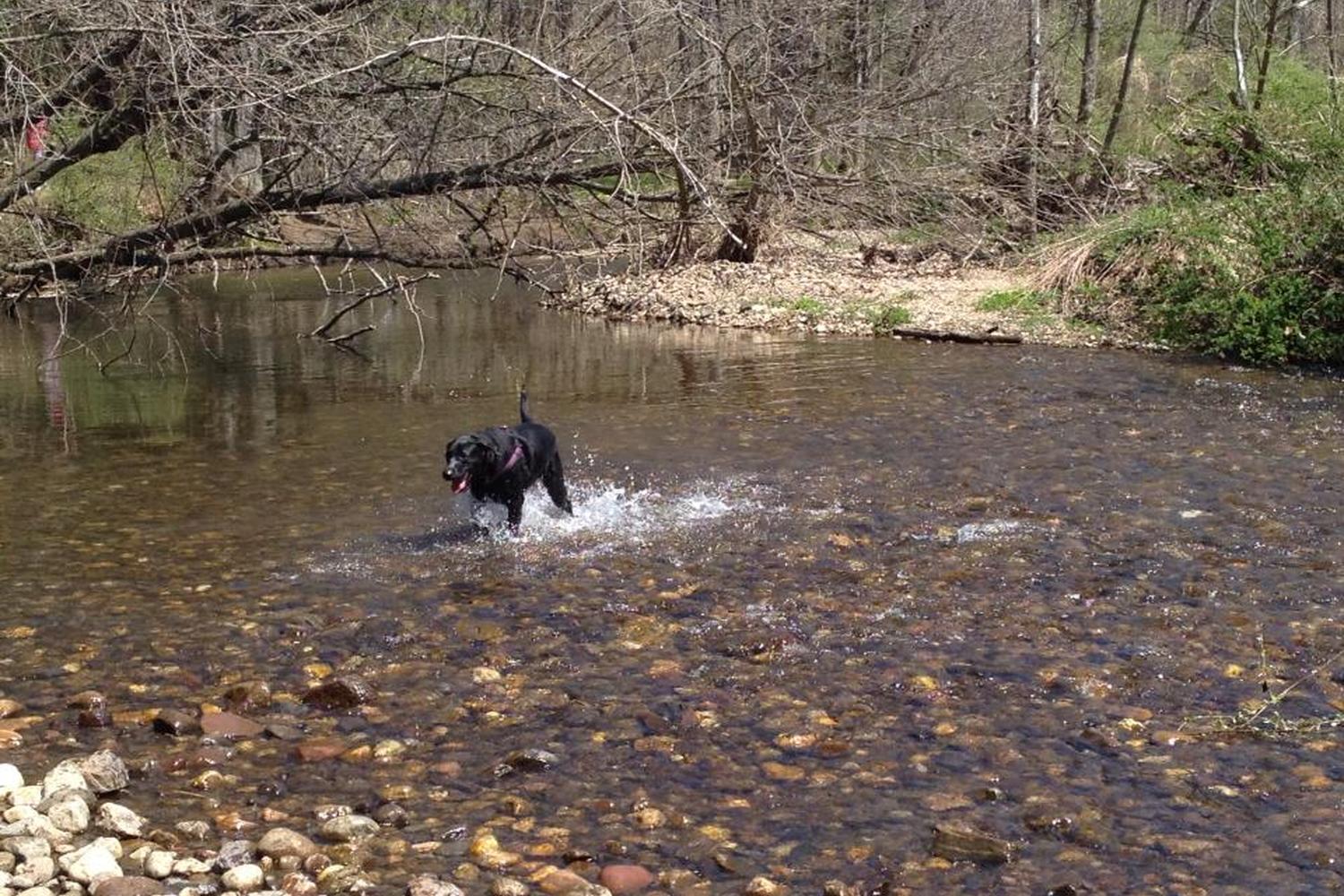 Southbury Dog Park 6