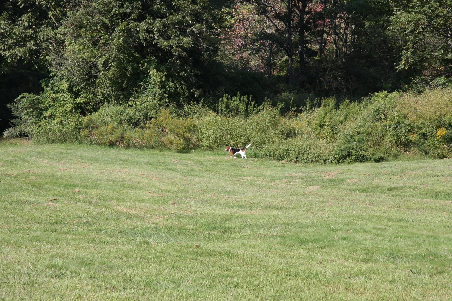 Southbury Dog Park 0
