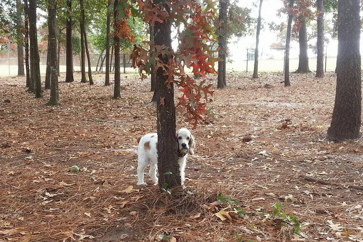 Ed Austin Dog Park 4