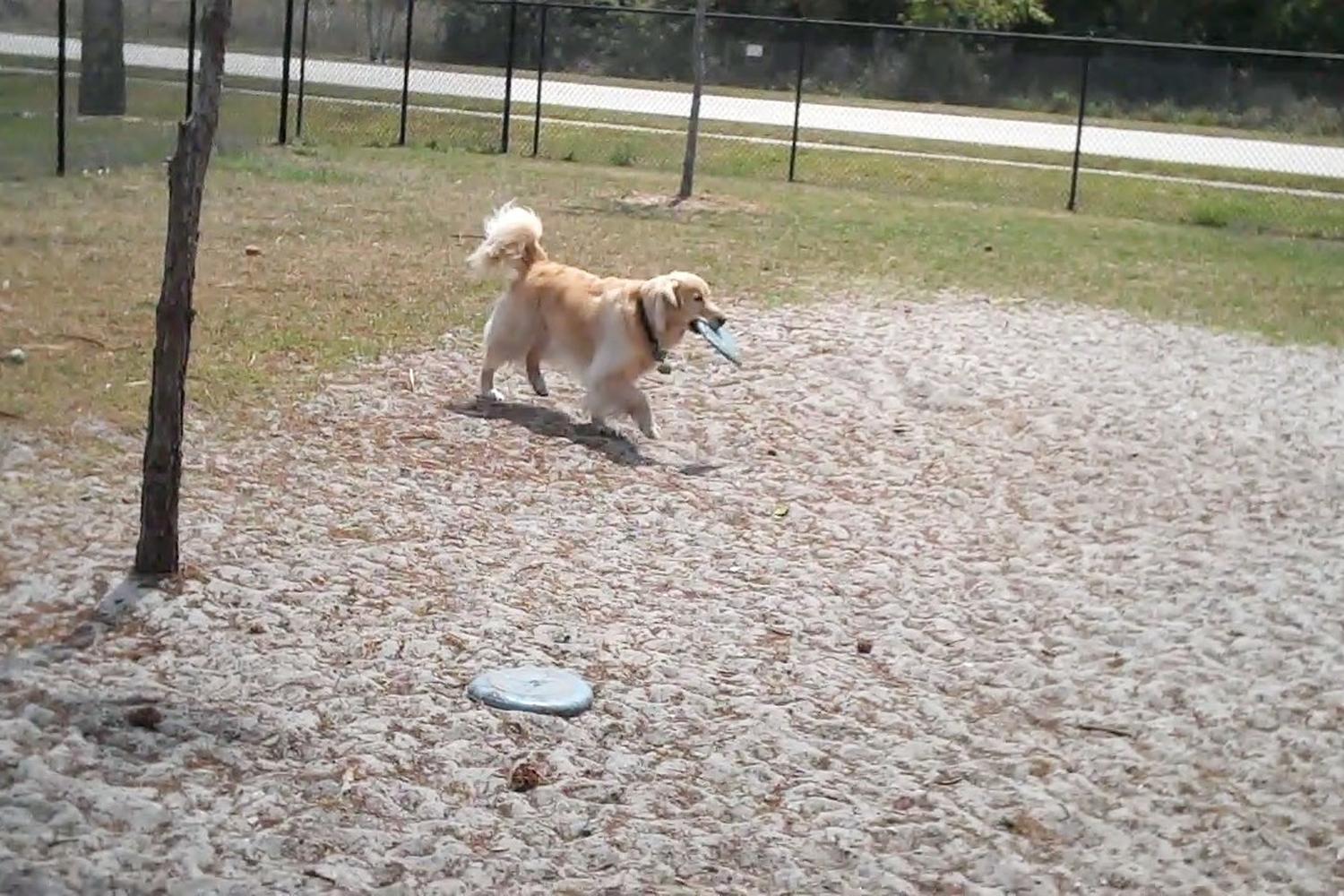 Poppleton Creek Dog Park 4