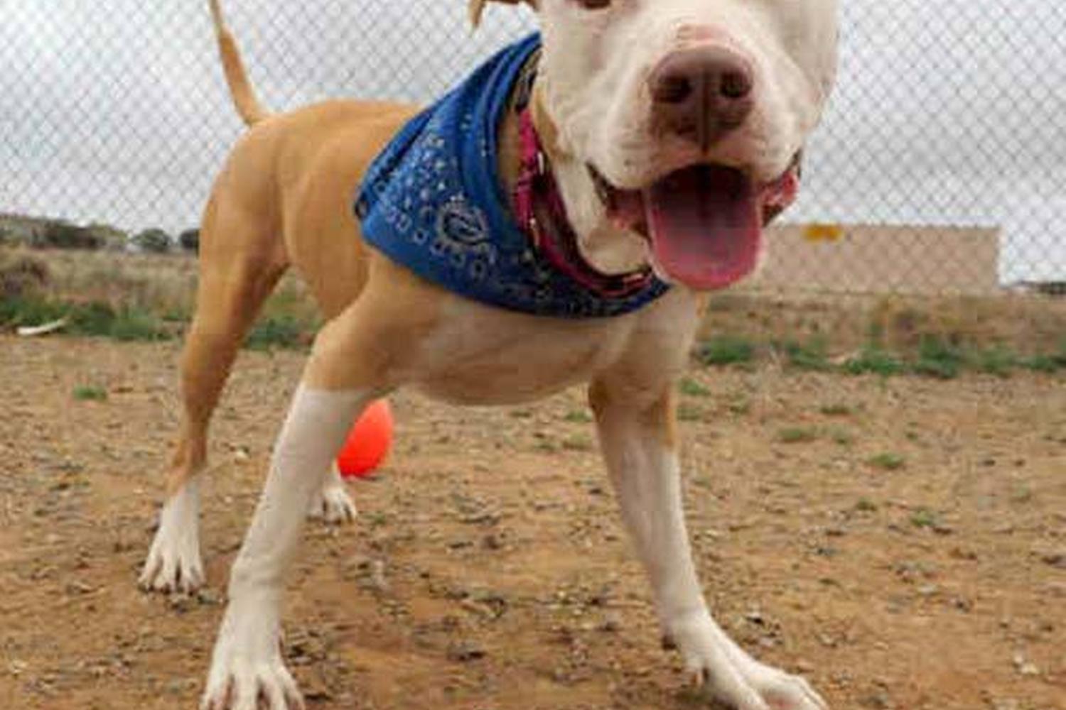 Santa Fe Animal Shelter Dog Park 6
