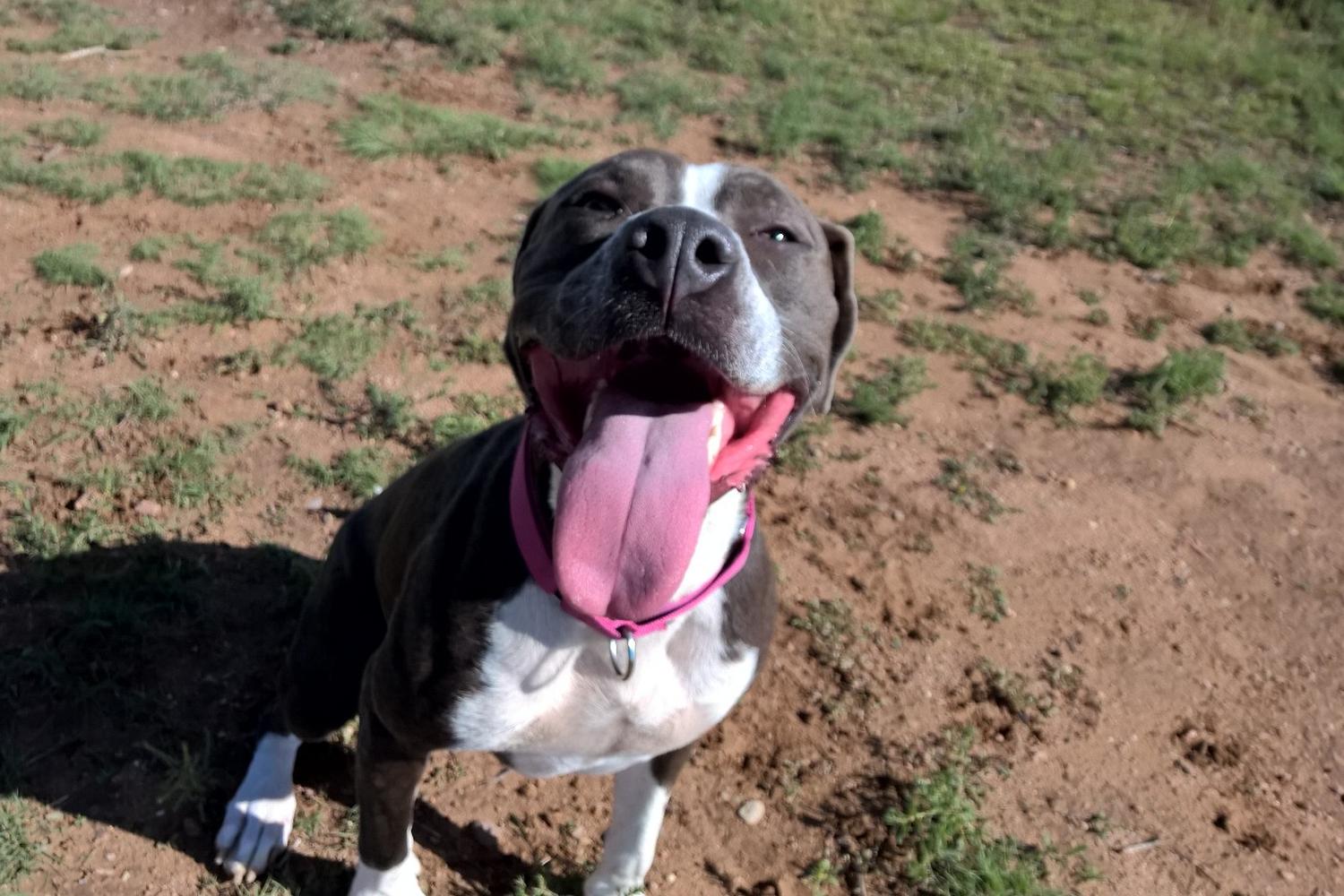 Santa Fe Animal Shelter Dog Park 5