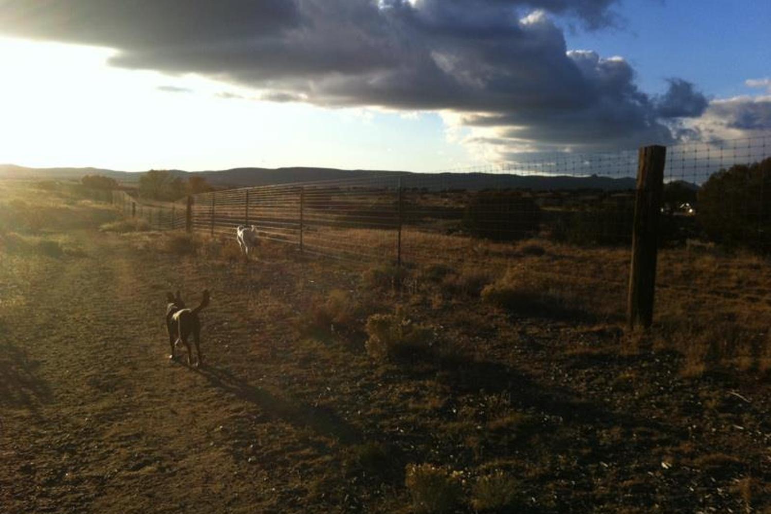 Santa Fe Animal Shelter Dog Park 1