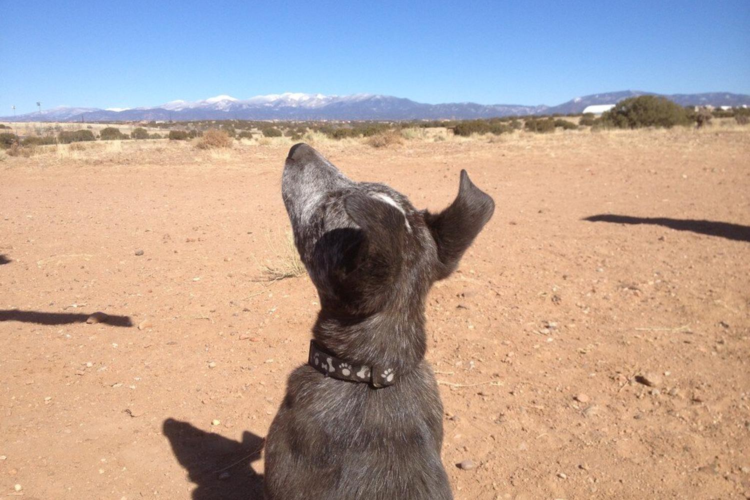 Santa Fe Animal Shelter Dog Park 2