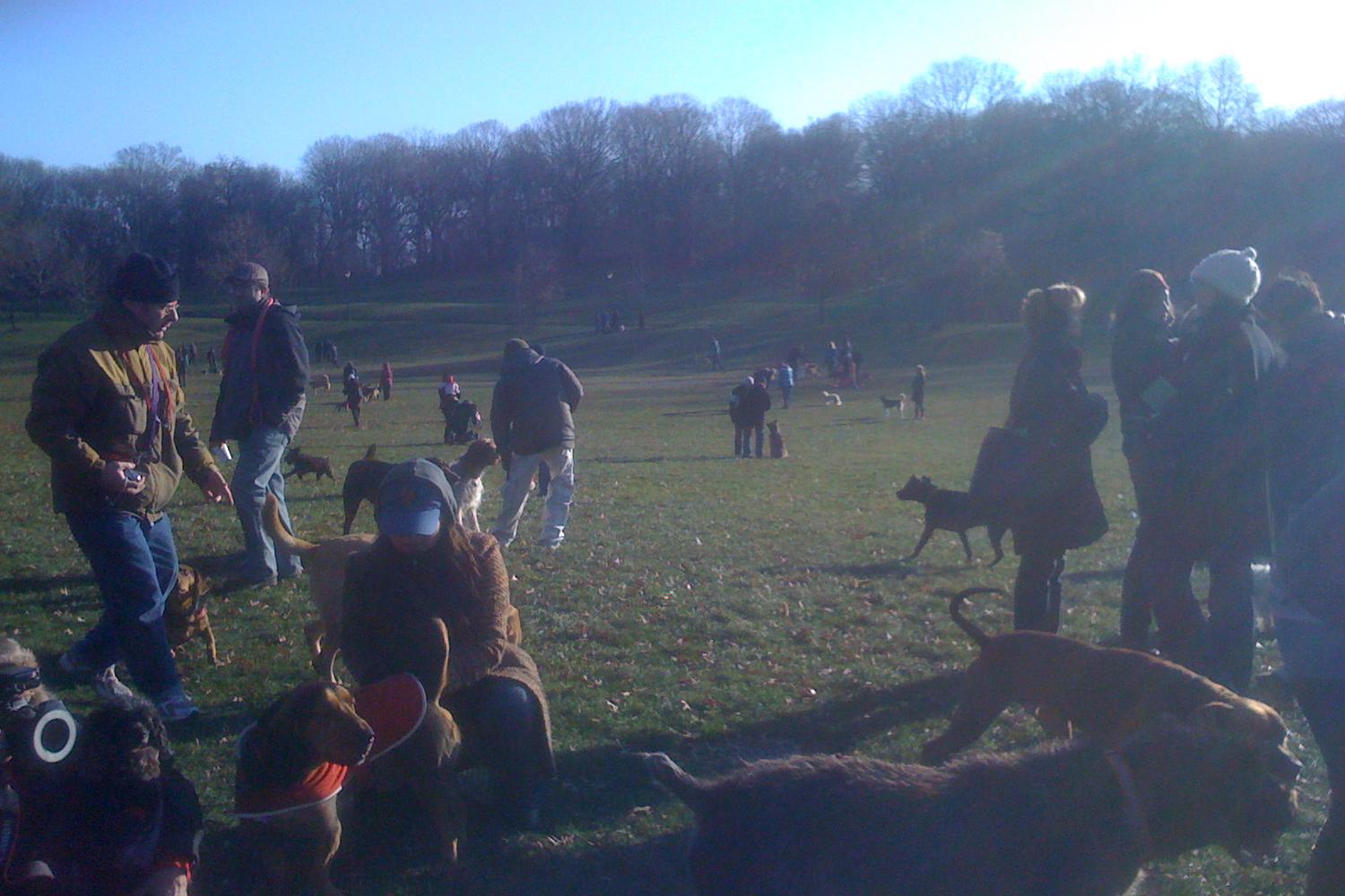 Prospect Park Dog Beach 2