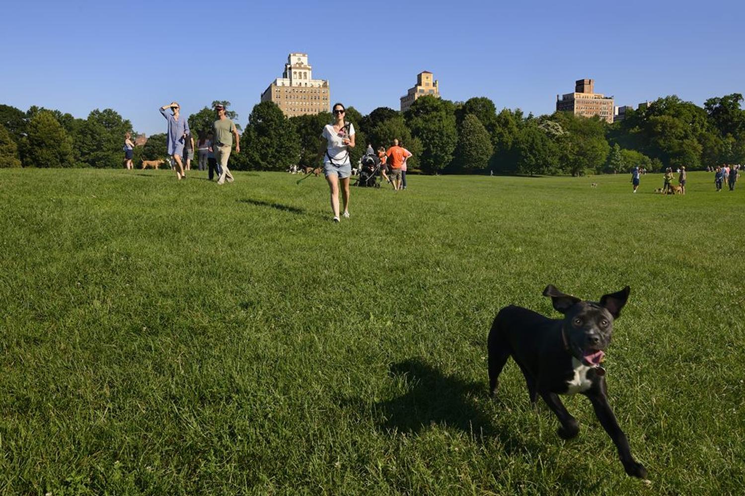 Prospect Park Dog Beach 1