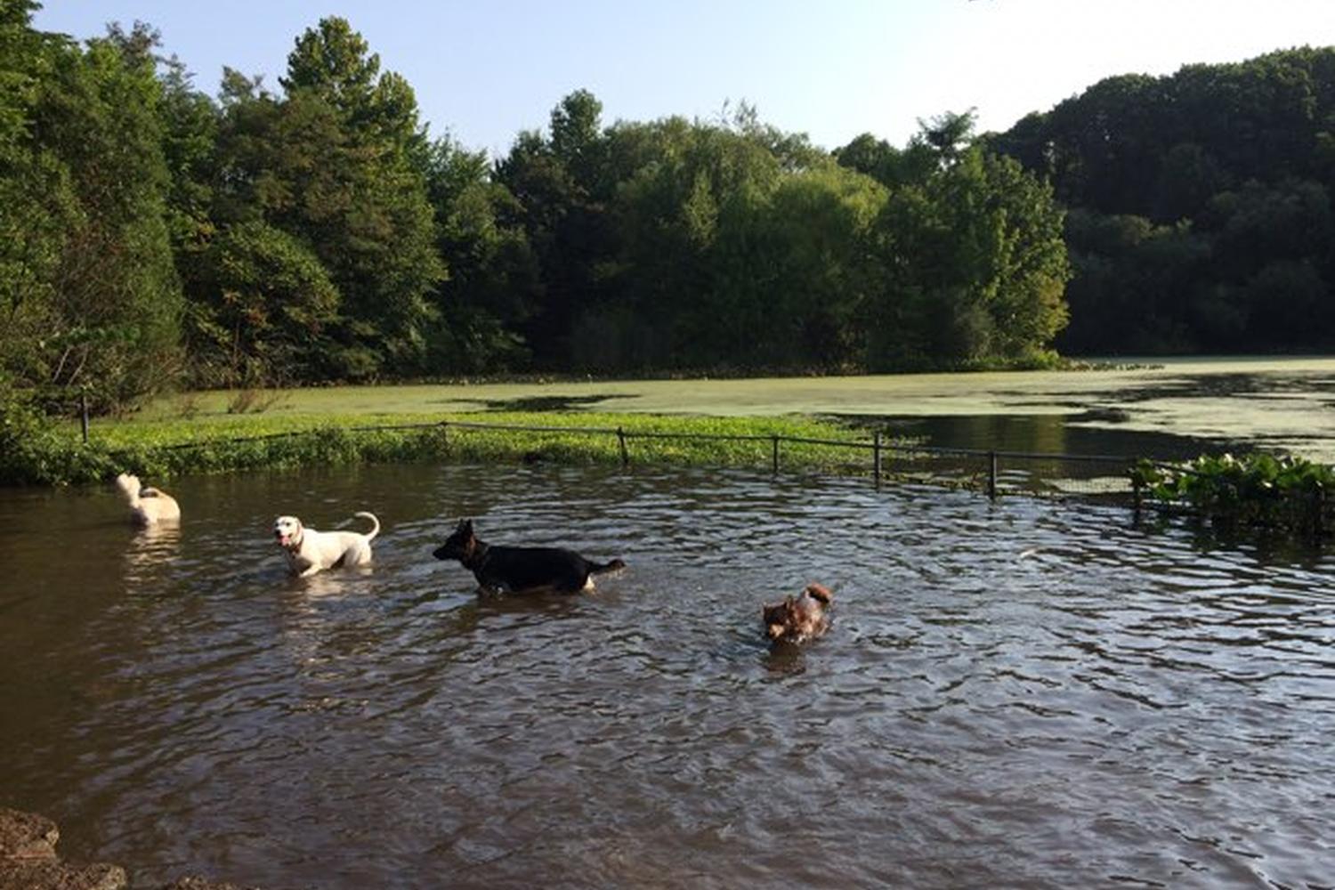 Prospect Park Dog Beach 4