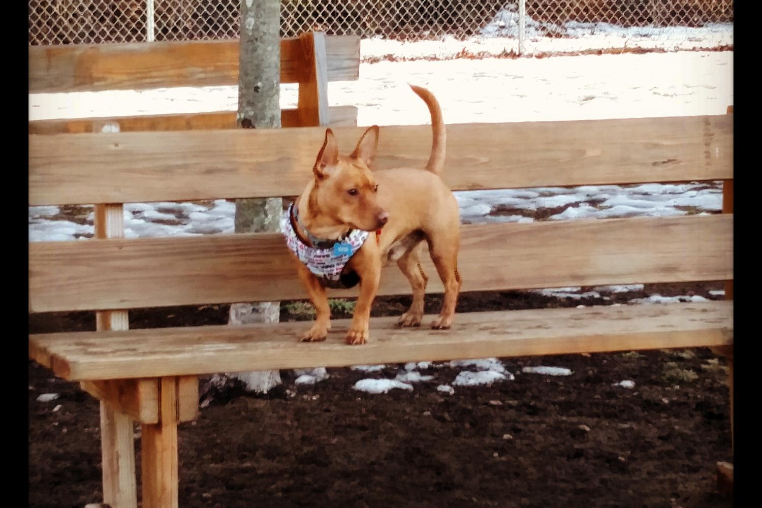 Attleboro Dog Park 7