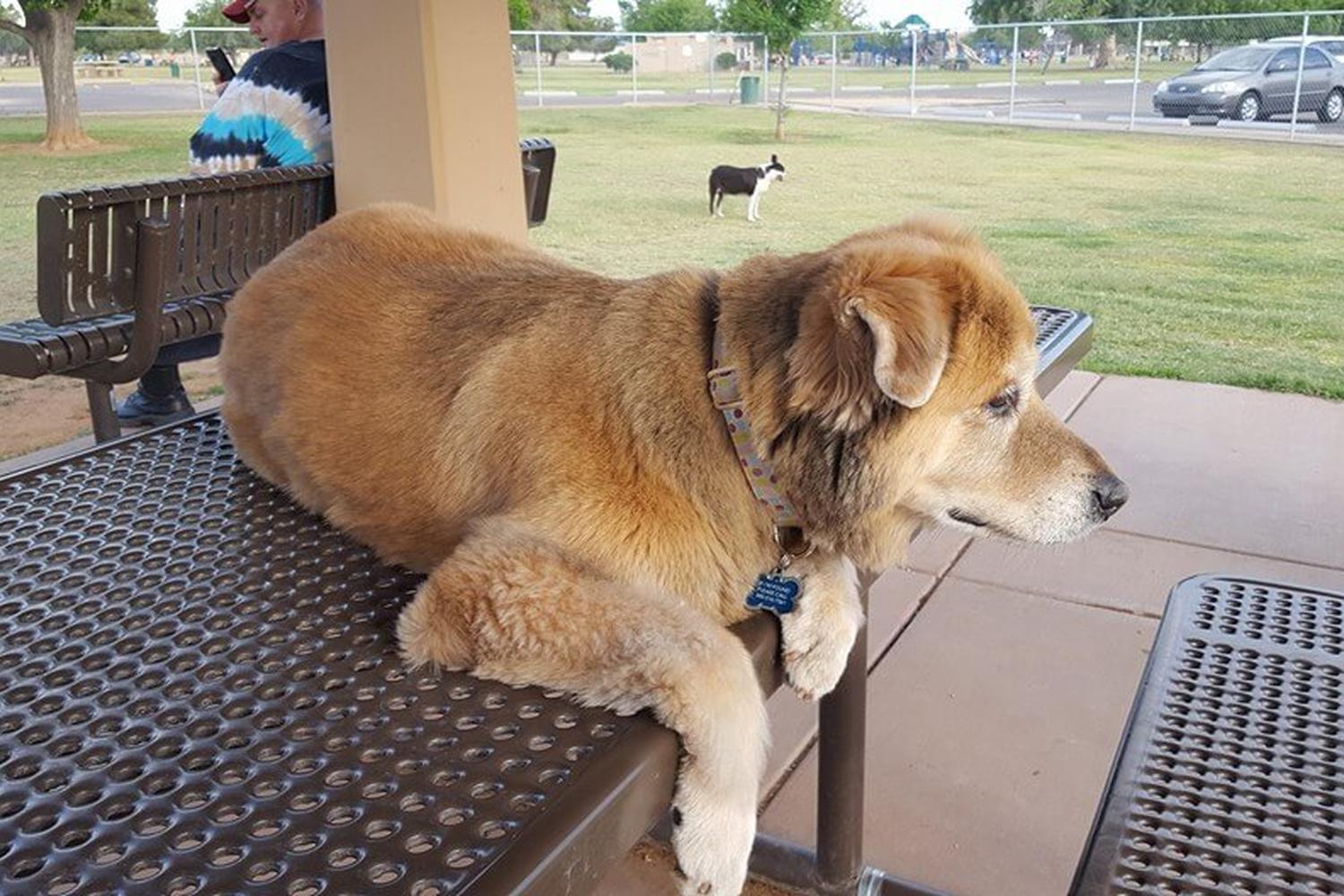 Paradise Valley Dog Park 0
