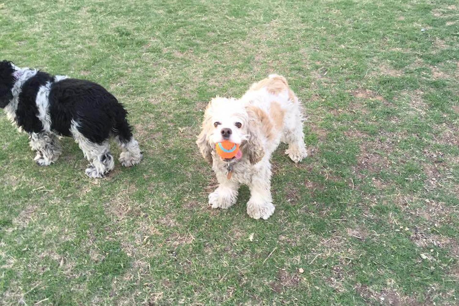 Paradise Valley Dog Park 2
