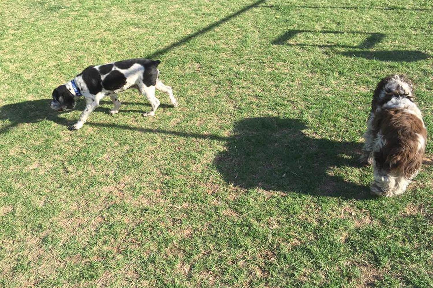 Paradise Valley Dog Park 1